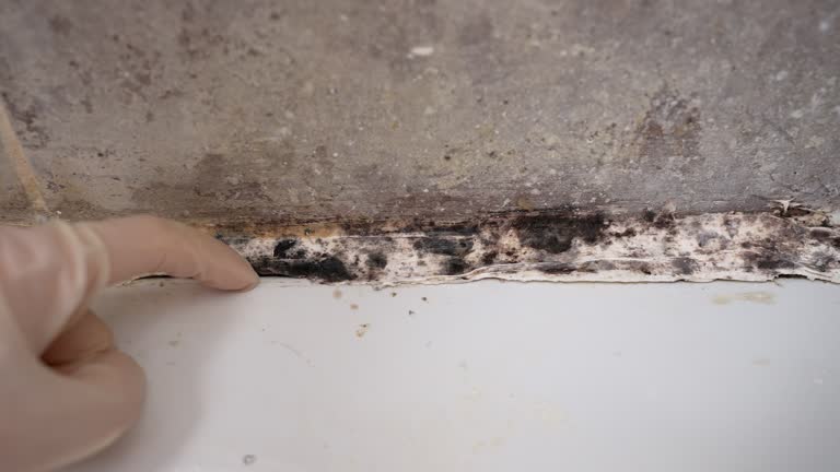 Best Residential Mold Inspection & Testing  in Terrytown, LA